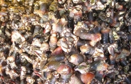 Percebes do Roncudo