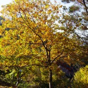 A frondosidade do bosque de ribeira