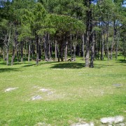 Verde na beira da praia