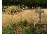 Apaando herba (Pepe San Lus)